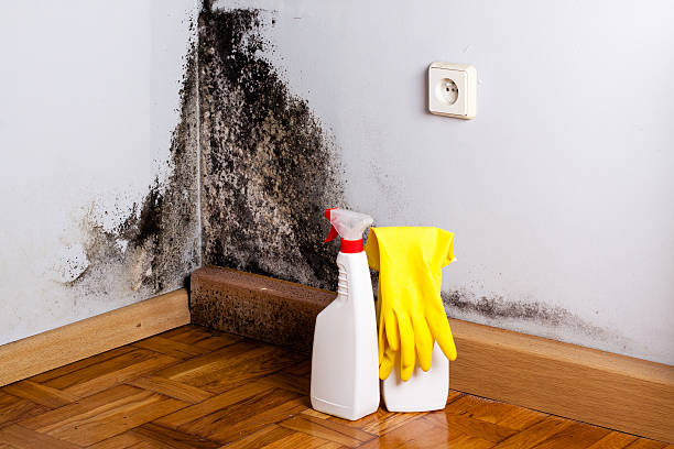 Professional Mold Removal in Bloomfield, NM