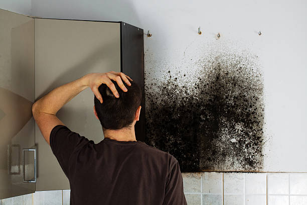 Attic Mold Removal in Bloomfield, NM